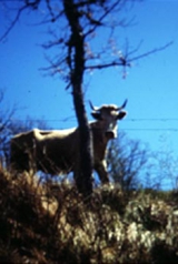 0db4ab169db716a9b9e1313d62878615_160_238