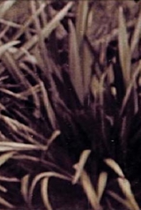 1cdef57c8e6d2630b5e89004cd87d071_160_238