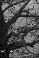 2305a72d1747bc781f24aeaf8bc34181_160_238