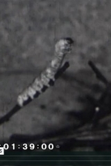 588bea66da14715b084093109753b913_160_238