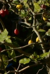 5b5c9862aa966e17658ca2611cb060ef_160_238