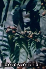 6e8e366306bb710ab01358f86085ff29_160_238