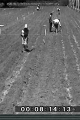 batatas_1931_160_238