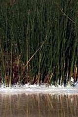 c3b453c8565df4ac8c9f0d85cbb88133_160_238