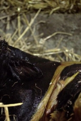 f1a3d146590c3974d7a0127e14aa7837_160_238